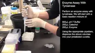 Enzymatic Activity
