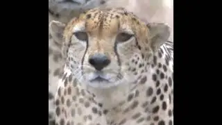 How To Survive A Cheetah Attack 👍