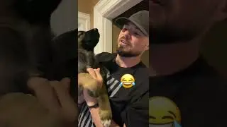 Щенок немецкой овчарки чихнул 3 раза подряд!😂 #немецкаяовчарка #смешно #gsd #щенок #собаки #мило