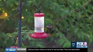 Migrating hummingbirds enjoying their Louisiana layover