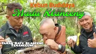 Kebun Budidaya Madu Klanceng 