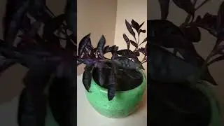 Alternanthera plant(Lalsa)/cutting/propagation in water and soil/Uses/Care/multiply/color/#Shorts