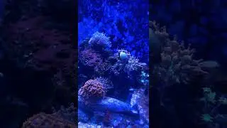 Rose bubble tip anemone