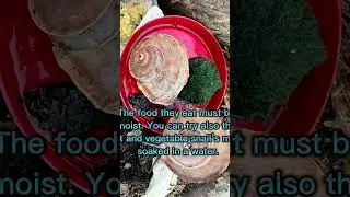 Tropidophora cuvieriana - a very basic manual. Check also the other shorts and a video section.
