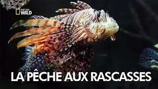 La p&ecirc;che aux rascasses