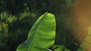 Six Senses La Sagesse | A Tropical Paradise for the Soul