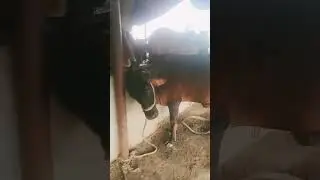Praise to the holy cow