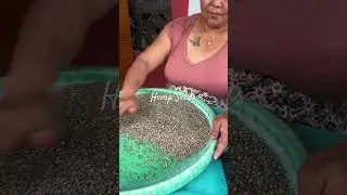 Hemp Seed in Nepal and a Super Bhang Lassi #hempseed #hempbenefits  #lassi #nepal #natural  #nature