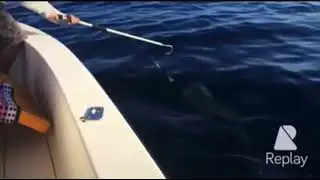 Catching mahi mahi on the treasure coast 2015!! Throwback video!!