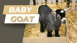 Adorable Baby Goat Sound Effect | Real Farm Kid Sounds