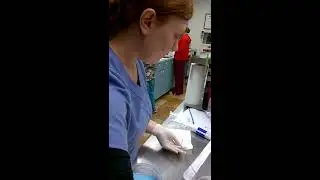 Skill 17-Urinary catheter in Male Canine