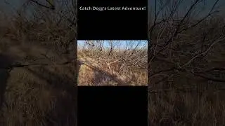 what did Dogg find? #englishshepherd #shorts #shedhunting #shedog