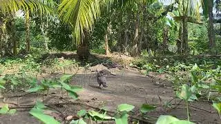 Mồi “thổ sền” thu phục bổi thổ nết chơi khó chiệu. Những sạt gù quyết định đưa em vào trồng