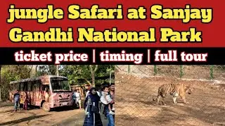 jungle safari in sanjay gandhi national park | borivali national park tiger safari | mumbai | india