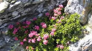 Alpine Flowers