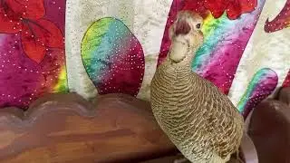 Teetar voice -Gray francolin teetar sound - Male teetar awaz -Teetar pk