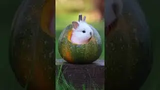 Little rabbits pumpkin nest Cute pet rabbit snuggles cozy home #pets #rabbits #cute