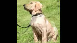 Photo slideshow of Thatcher the puppy in fresh cut grass