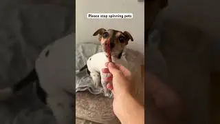 Pet spinning challenge 😱#shorts #maggy #cutedog