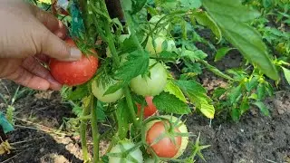 BAHÇEMDEN#ŞOK#SOK#  BİR ÇUVAL #PATLICAN# 🍆DOMATES🍅 VE BOL BİBER🫑🌶  TOPLADIM👈🧿