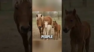 Amazing Facts About The American Bashkir Curly Horse Breed #horse #equestrianjourney #shorts