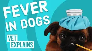 Fever in Dogs