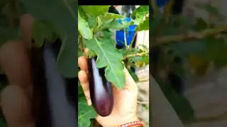 Baigun Ki Harvesting ll Squirrel ll #gardening #plants #fruiting #disha aru gardening and art