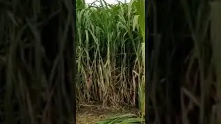 Animal Green Fodder..
