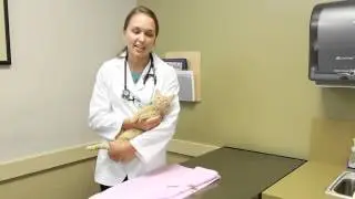 How Many Teeth Do Kittens Have? : Cats as Pets