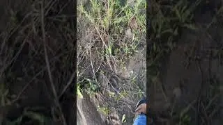 Bear tracks at Lake Maloya