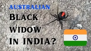 Australian Black Widow Spider in India