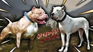 Biggest Dog Market in Pakistan Latest Update 2025 | Kohat Biggest Dog Mandi Updates | Mubashir info