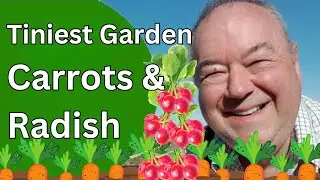 Tiniest garden 1 meter square - carrots and radish
