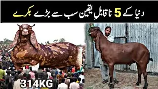 5 Most Biggest Qurbani Bakra In Pakistan | Bakra Mandi | Bakra Eid 2025 | Heavy Qurbani Goat