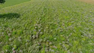 Continuous Cover Program Drone Video