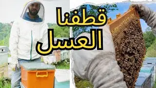 يوميات جمع العسل من الجبال التركية | العسل الجبلي