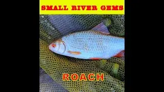 Coarse fishing UK Small river Roach hunt