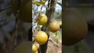 Amla is ready to harvest 🍒 #amla #horticulture #harvest