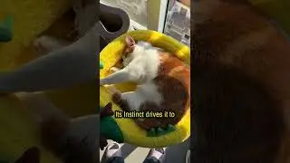 Thermal Instinct: Why Cats are Solar Powered