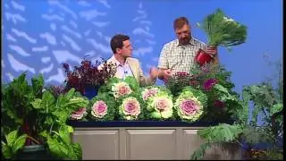 Ornamental cabbage & Kale & Winter Frost