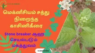 Kasini keerai(காசினிகீரை) - Uses & Benifits in Tamil | Facts Of Herbals | Ponganesh #herballiving