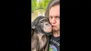 Аллергия у Шимпанзе Бони! Что Произойдёт в Алматинском Цирке?