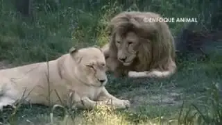 Lions from Argentina arrive at The Wildcat Sanctuary in Minnesota