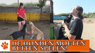 Hoe laat je 50 honden uit?! | DierenpraatTV