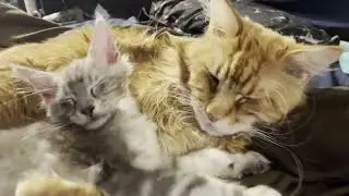 Maine Coon Kitten - A nap with Daddy - Samson and Sterling #cute #mainecoon  #cat #cuteanimals