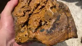 Petrified Wood Super Score!