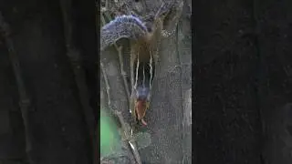 Three-striped palm squirrel #squirrel #animals #wildlife