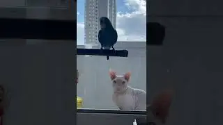 #parrot #quakerparrot #funnyparrot #cuteanimals #pets #birdtricks #talkingparrot #parrottalk