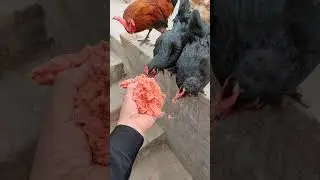 Cute Moment: Rooster and Hen Coming to Eat from My Hand