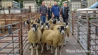 Kirkby Stephen Draft Ewe Sale 2019. Top Price Of £600,per head !?!?!